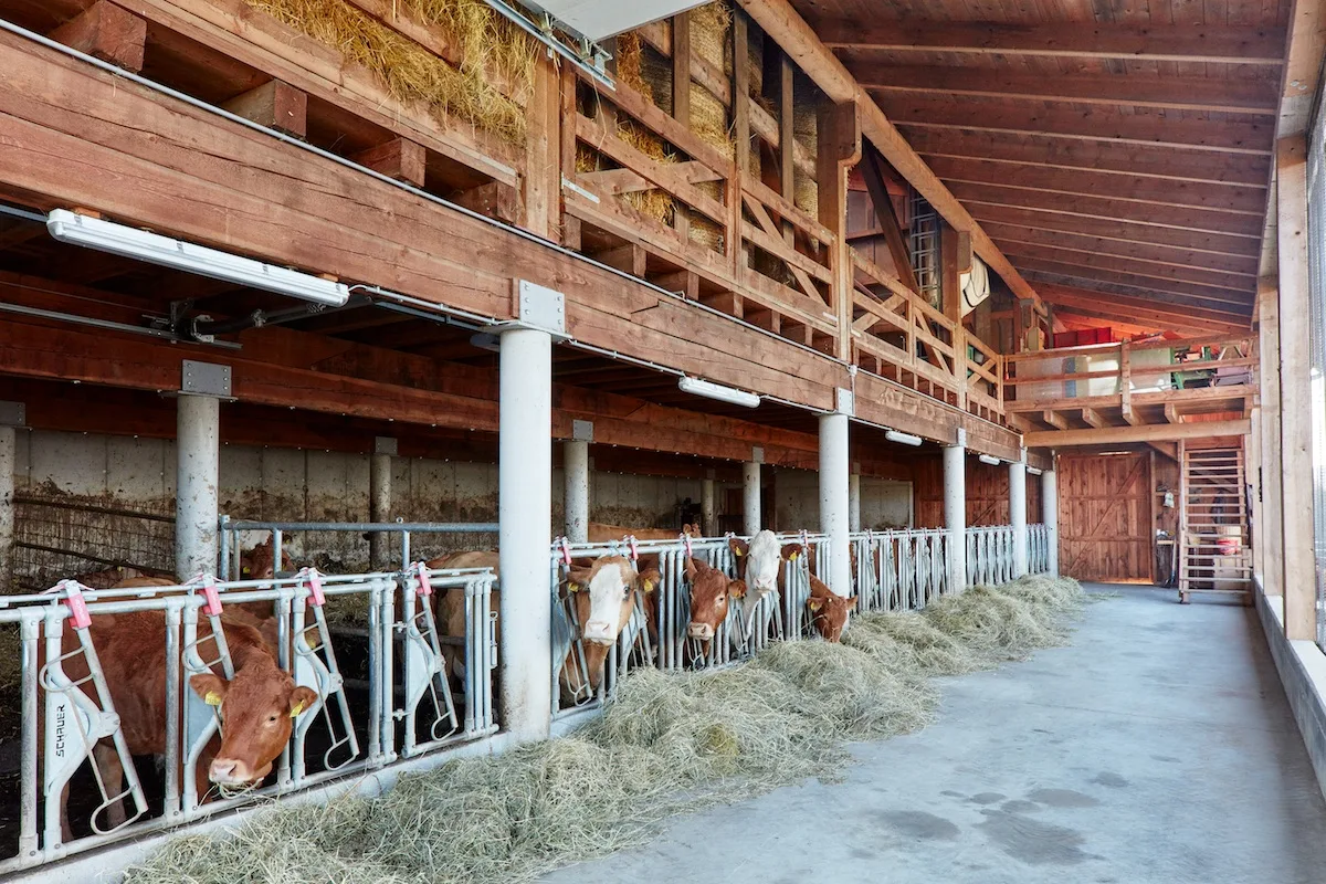 © Holzbaupreis Steiermark/ G. Ott hbp_l12_stallzoehrer-rhbp_g.ott_kopie.jpg
