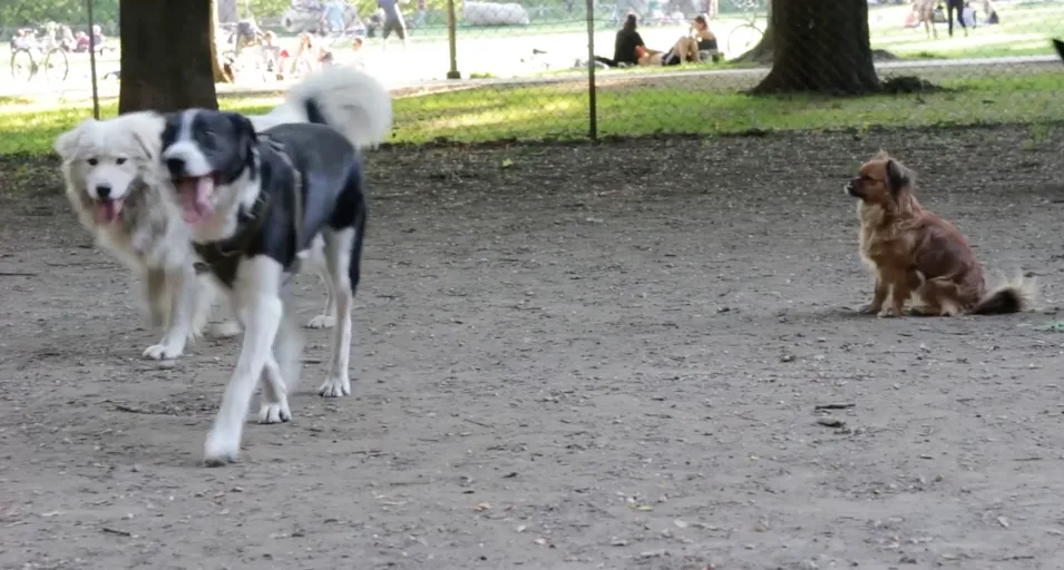 adna_babahmetovic_pets_of_jakomini.png