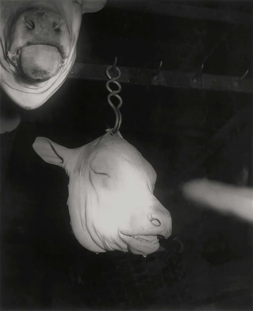 5-abgetrennte-kalbskopfe-1949-1957-c-sammlung-fritz-simak-wien.jpg