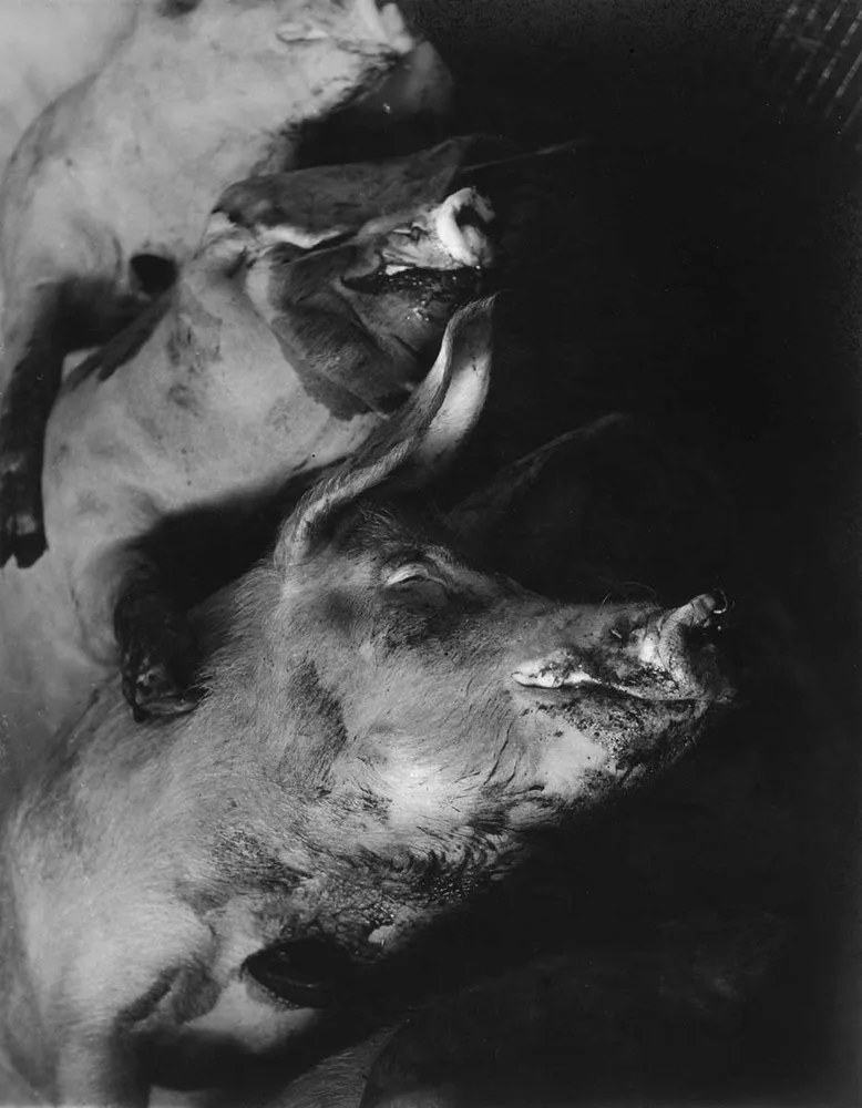 6-schweinekadaver-in-einem-pariser-schlachthaus-1949-1957-c-sammlung-julius-hummel-wien.jpg