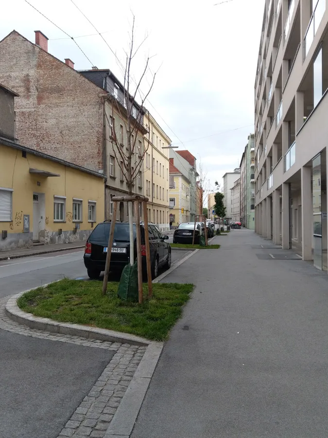 1-tote_jungbaeume_in_der_idlhofgasse.jpeg