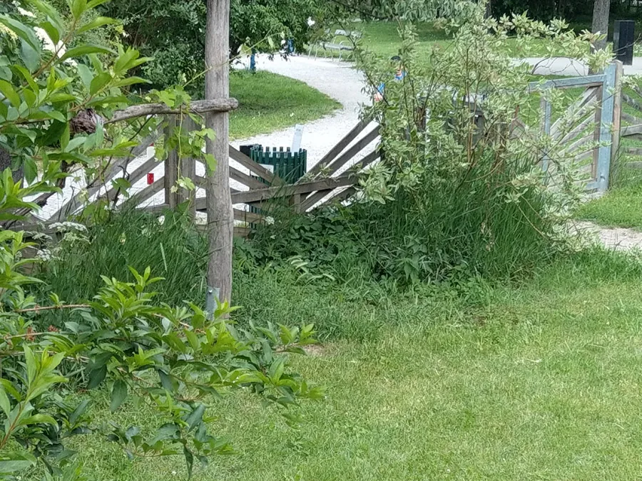 3-brennesseln_im_kinderspielplatz.jpeg