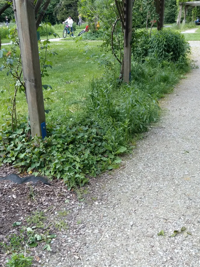 4-ueberwucherte_blumenbeete.jpeg