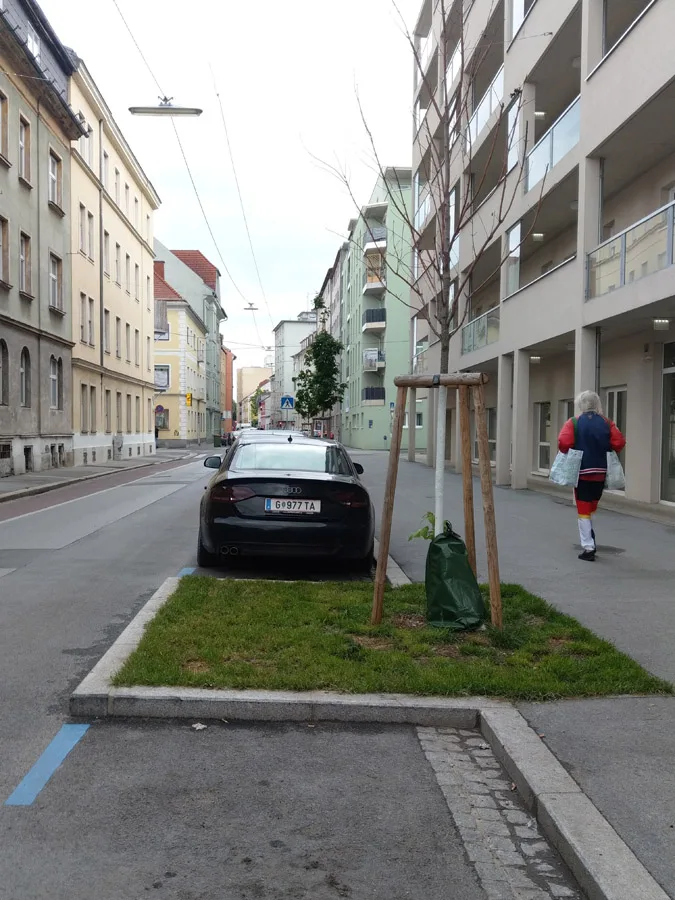 vertrockneter_baum_idlhofgasse_.jpeg