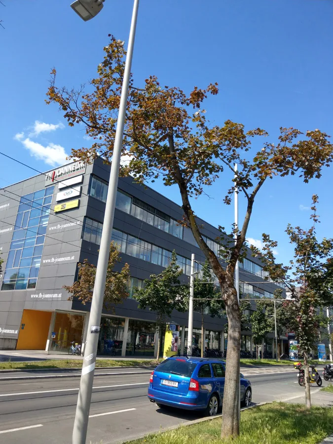 bild_1_baeume_eggenbergerallee.jpg