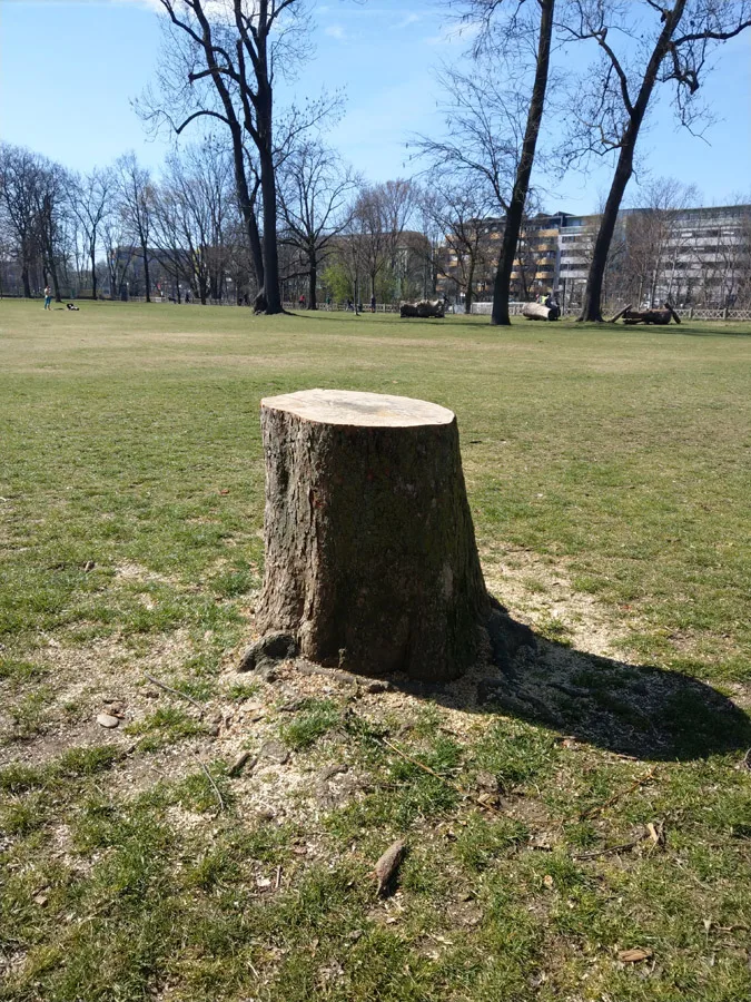 5_augartenpark_schlaegerung.jpeg