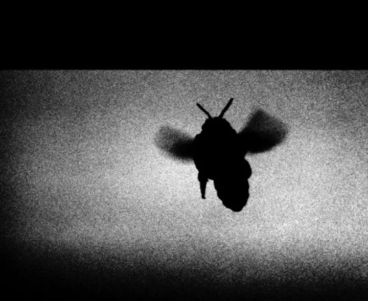 i_wanna_bee.jpg