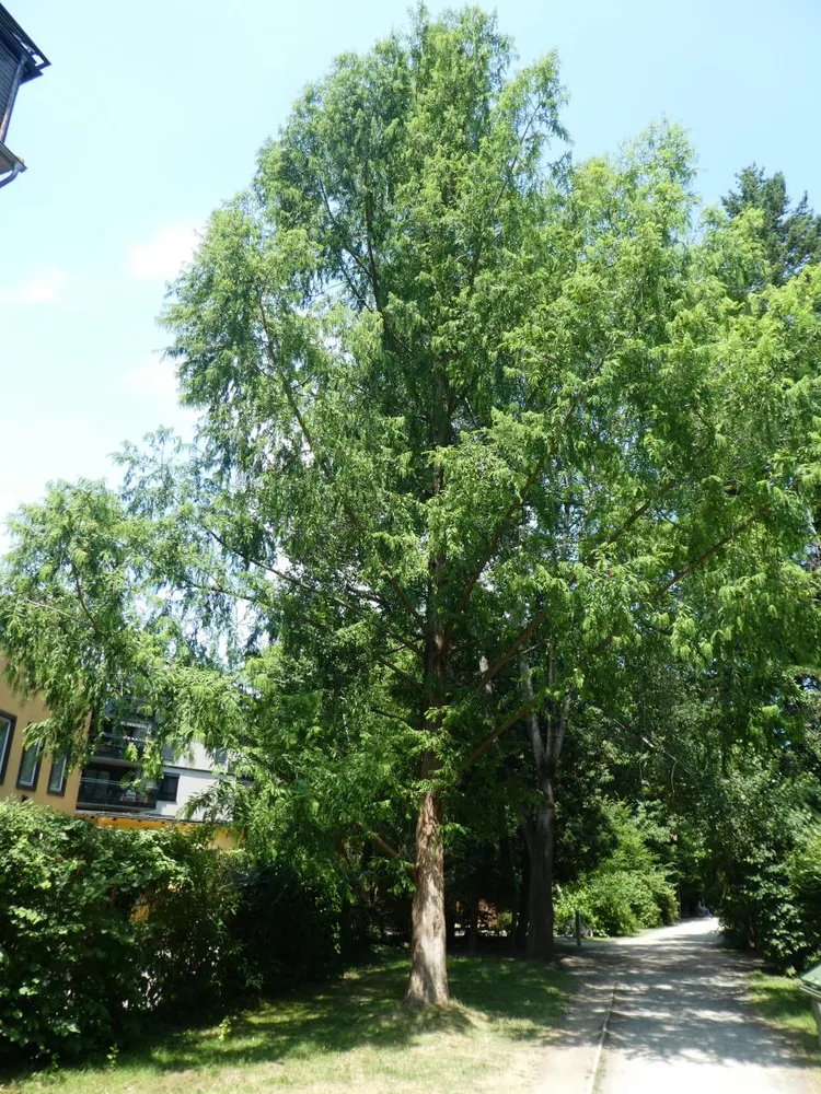 emils_baum_11.07.21.jpg
