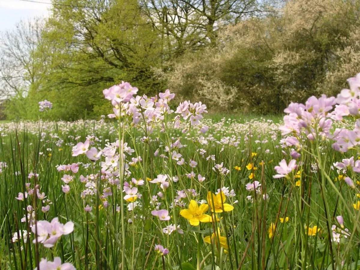 feuchtwiese_in_nordwestdeutschland_mit_wiesenschaumkraut_und_sumpfdotterblume_cc_by-sa_3.0.jpg