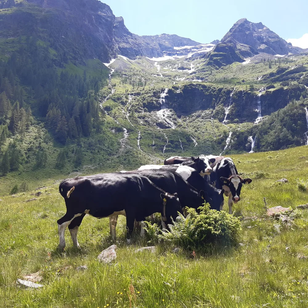 sj_tierschutzpreis_tierfoto.jpg
