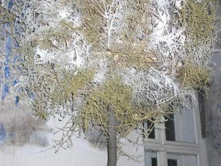 weihnacht_2006_001.jpg