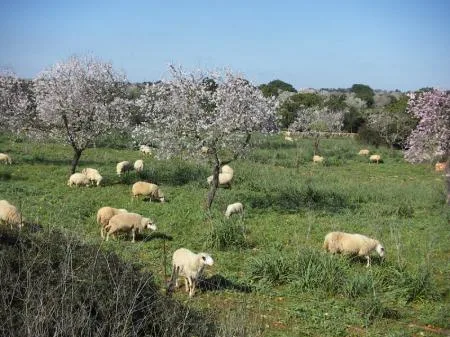 baumann_cox_manacor_01.jpg