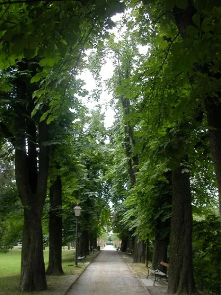 sonntag_166_gewachsenen_alleeabschnitt_in_der_montclair_allee.jpg