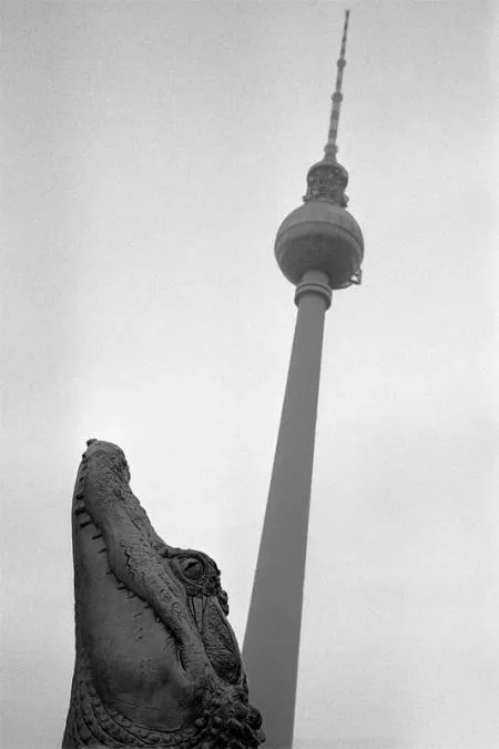 sonntag_223_krokodil.jpg