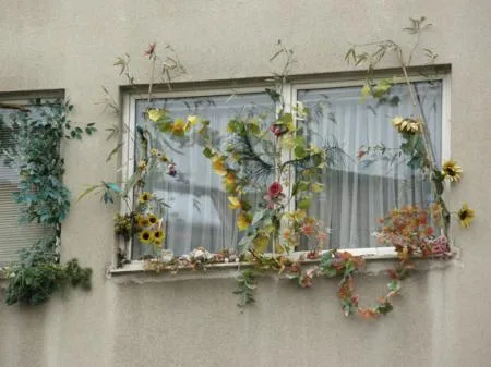 plus_lechner_plddemanngasse_fenster.jpg