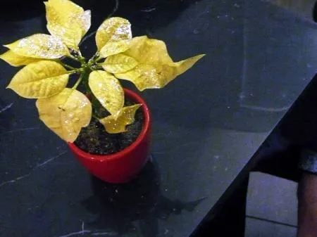 weihnacht_2008_09.jpg