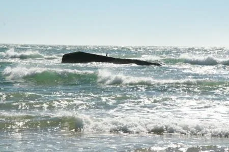 sonntag_262_35_cap_ferret_17_me_104.jpg