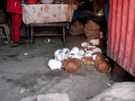 meerschweine_epsn0260.jpg