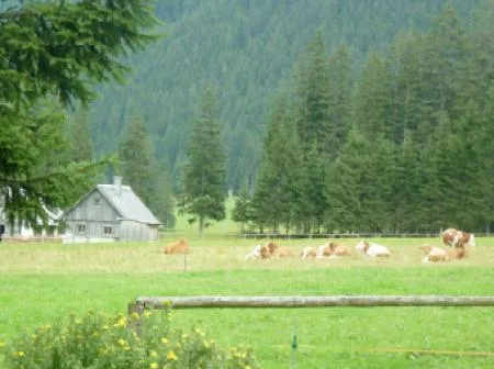 eisenerzart_k_almen_tour_ramsau.jpg