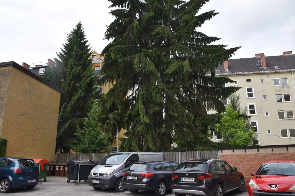 bild_9_baume_auf_baufeld_a_des_investors_werden_durch_bebauungsplan_nicht_geschutzt.jpg