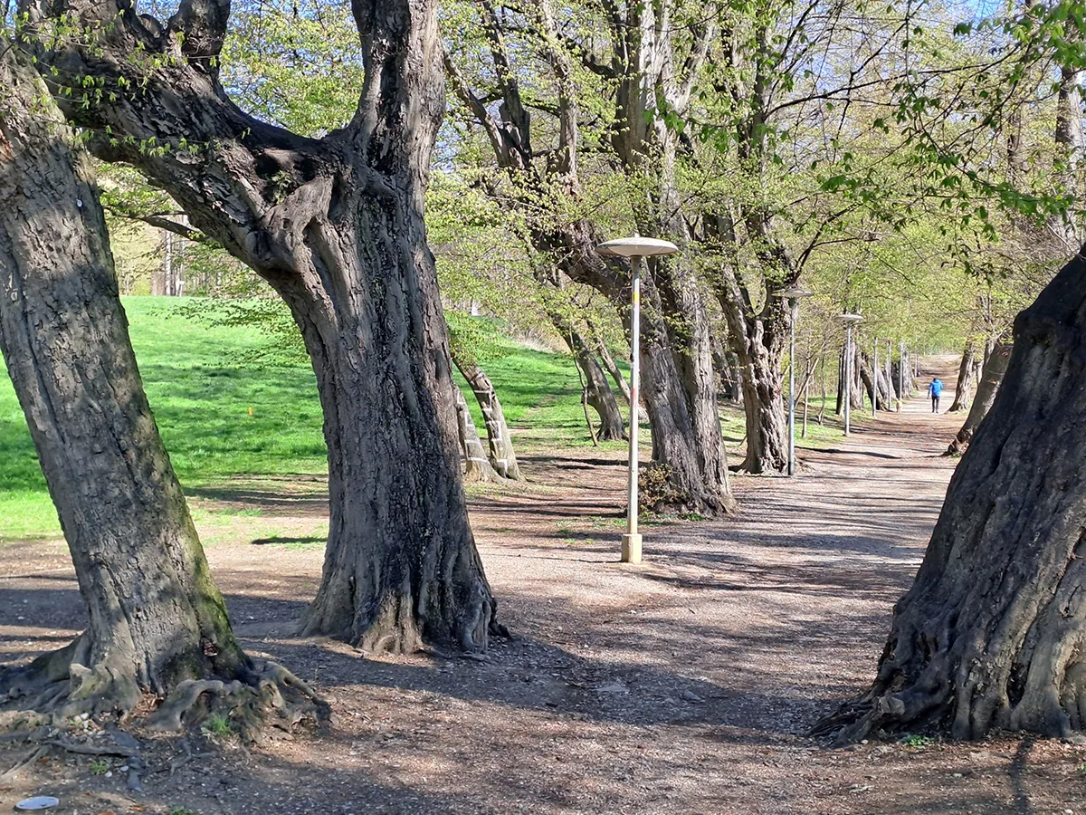 bild_6_hainbuchenallee_im_rosenhain.jpg