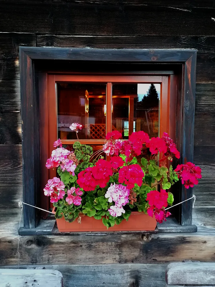 © Severin Hirsch Fenster mit Blumen c_Severin Hirsch