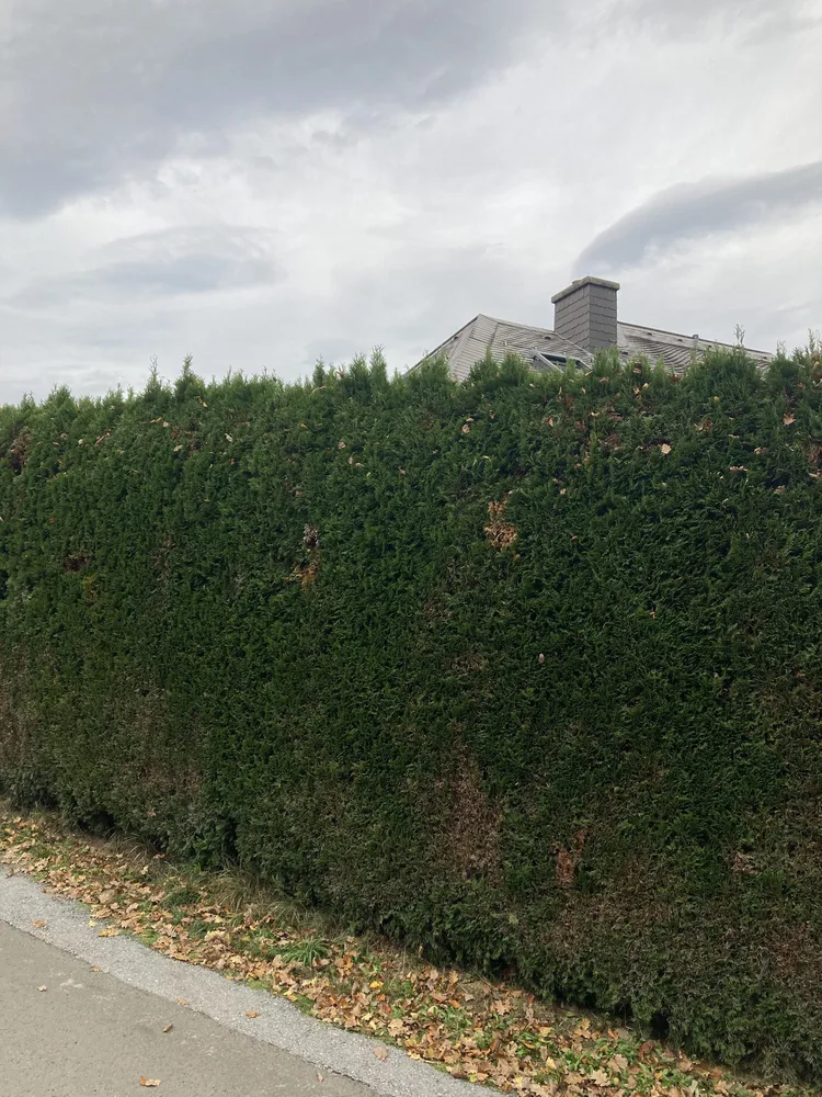 Thujenhecke vor Einfamilienhaus