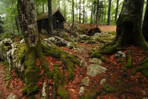 Wald mit Hütte im Herbst, Foto: Heimo Halbrainer