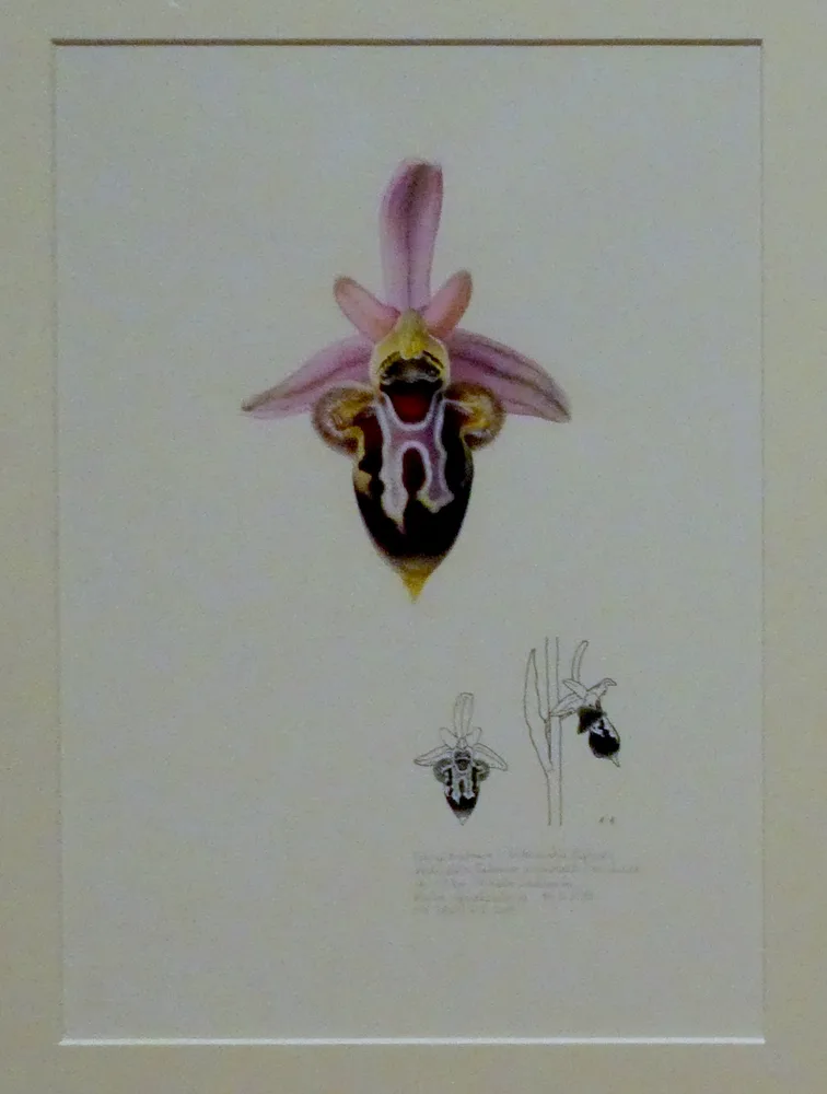 Hildegard Könighofer, Hybride Ophrys ariadne x heldreichii, Rethymno (Kreta); fotografiert am 14. März 2013, gemalt im Februar 2015