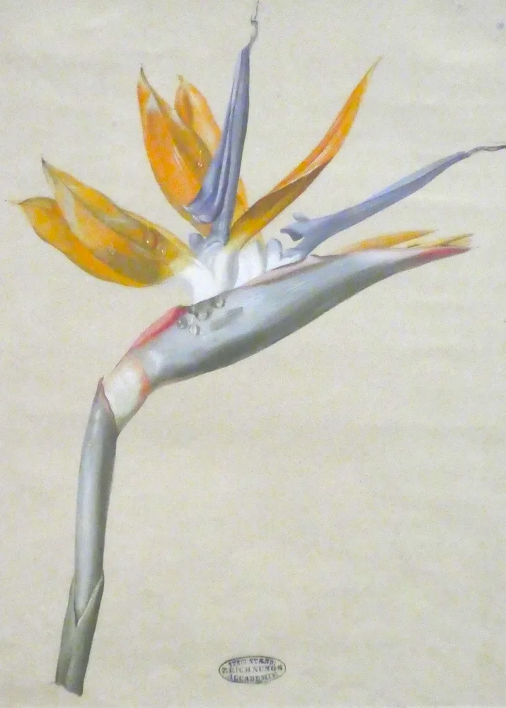 Anonym, Ständische Zeichnungsakademie, Paradiesvogelblume, zw. 1830 - 1850