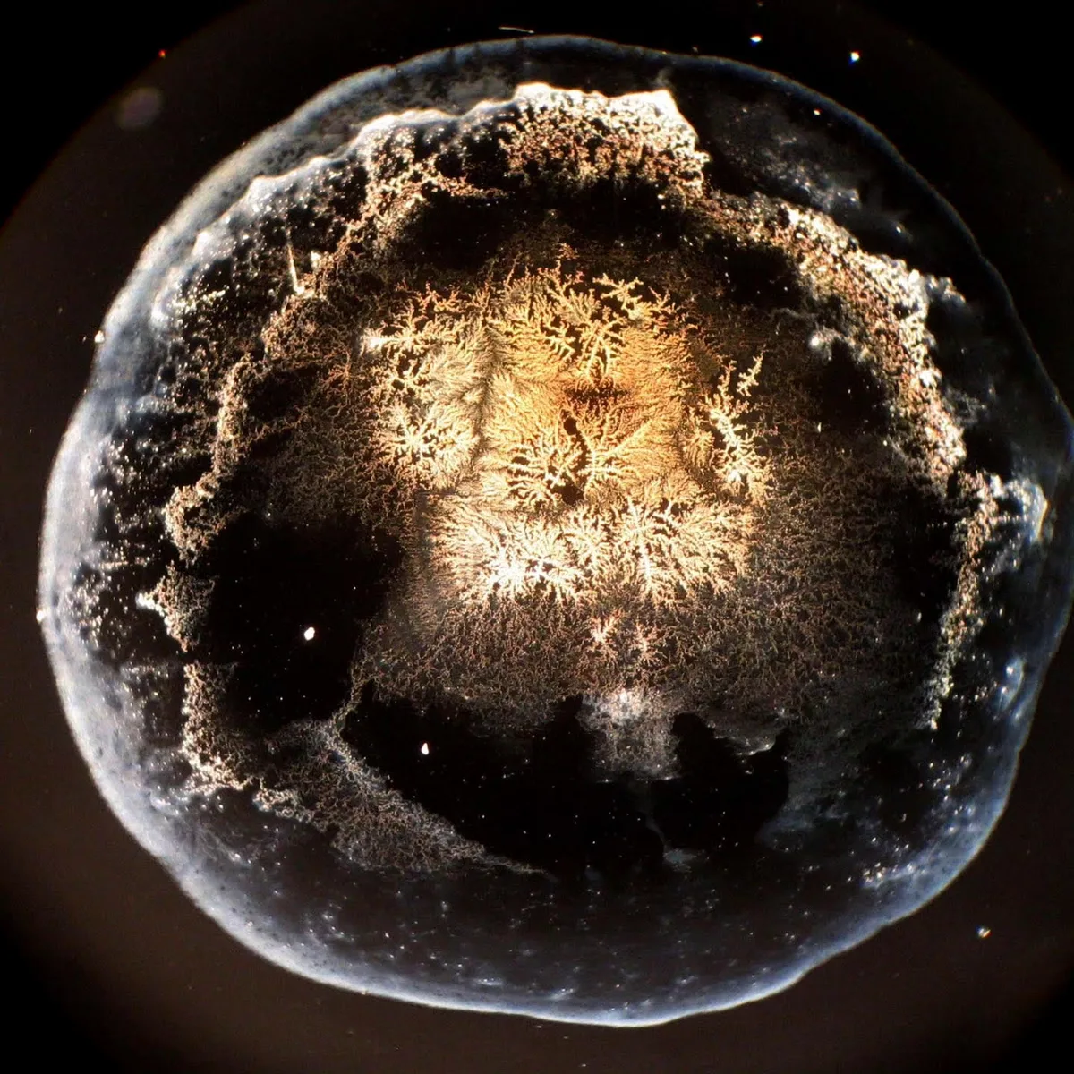 © Markus Jeschaunig Trockenbildfotografie 1, Wasser Kosmos, Markus Jeschaunig, 2024