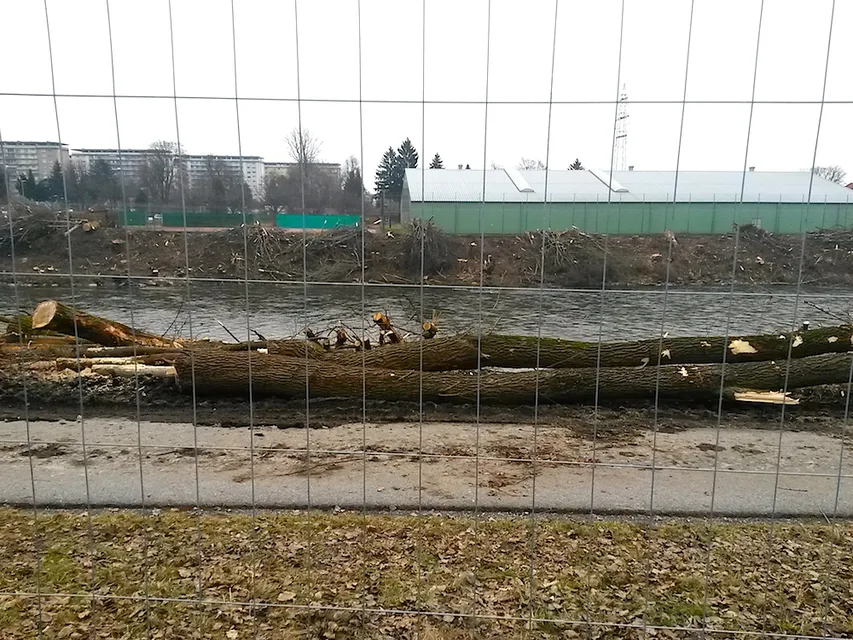 Baumschlägerungen_Puntigam_8.2.2017