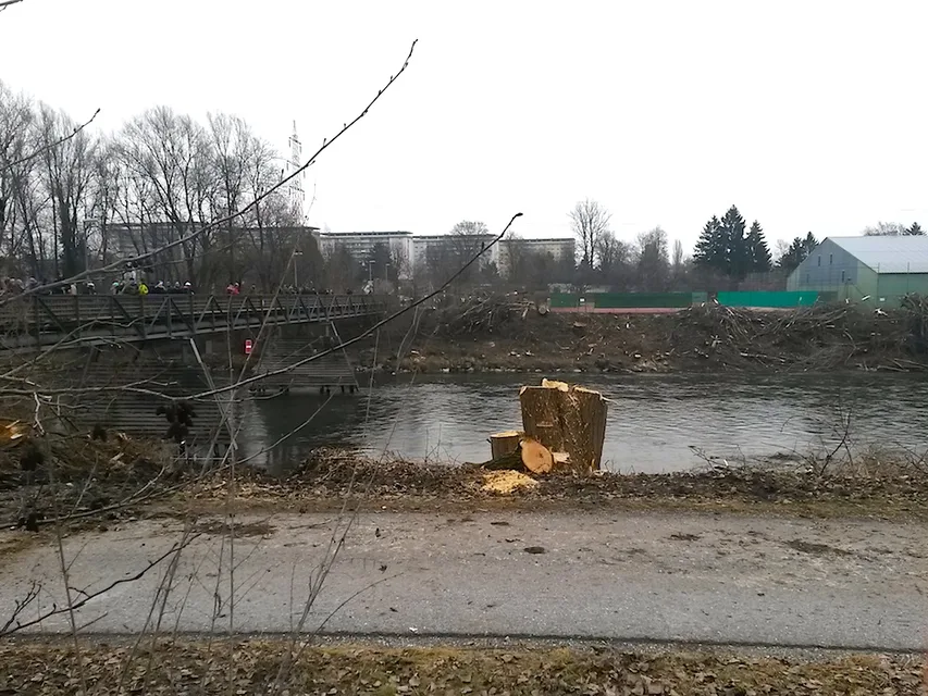 Baumschlägerungen_Puntigam_8.2.2017