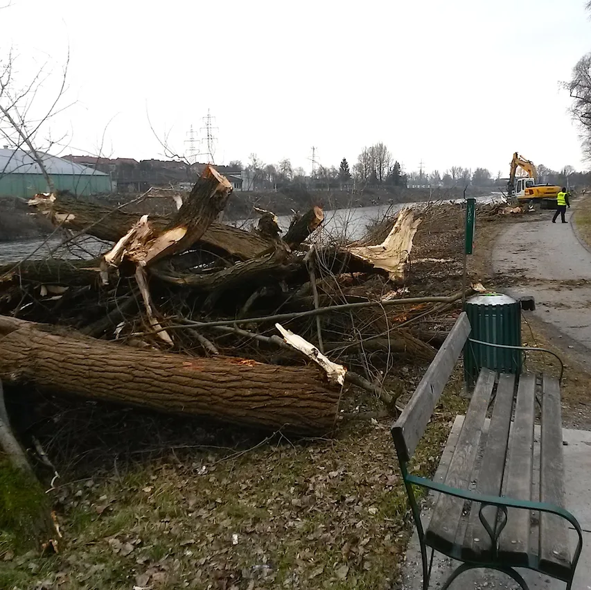 Baumschlägerungen_Puntigam_8.2.2017