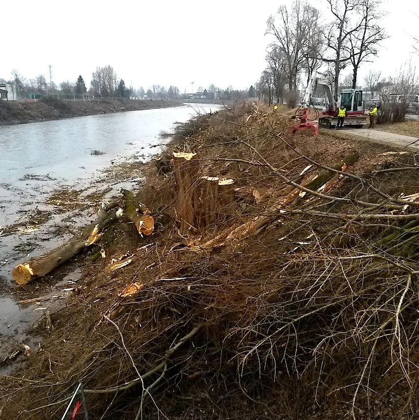 Baumschlägerungen_Puntigam_8.2.2017