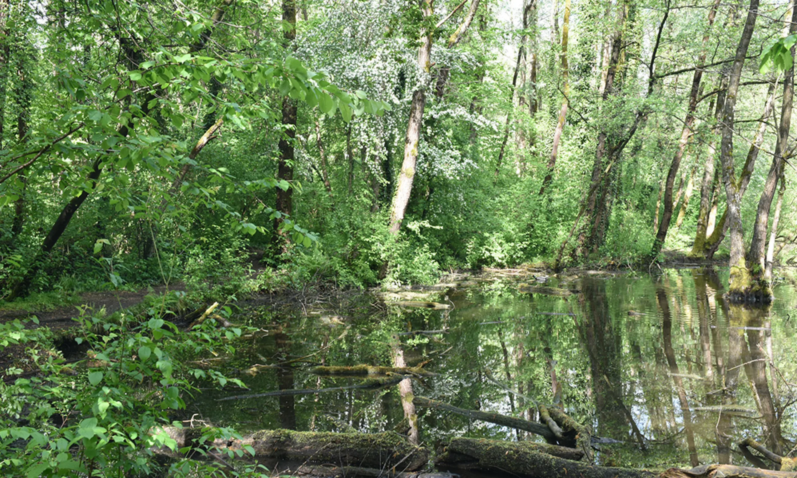 Eine Waldlandschaft mit einem Teich im Vordergrund