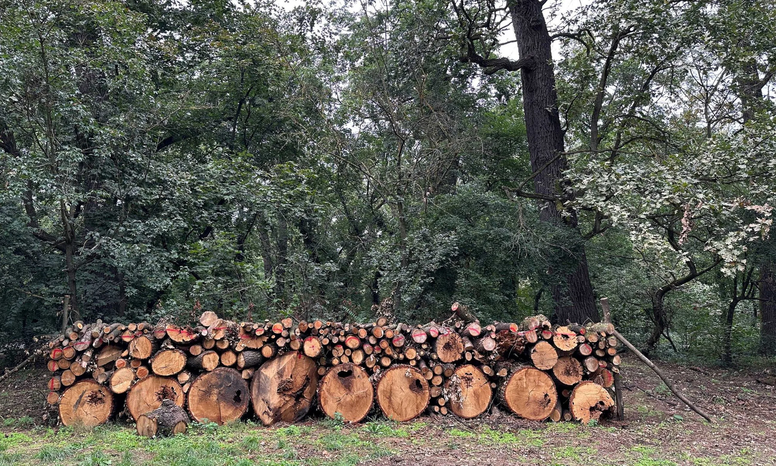 Stapel abgeholztee Baumstämme im Vordergrund, im Hintergrund Bäume