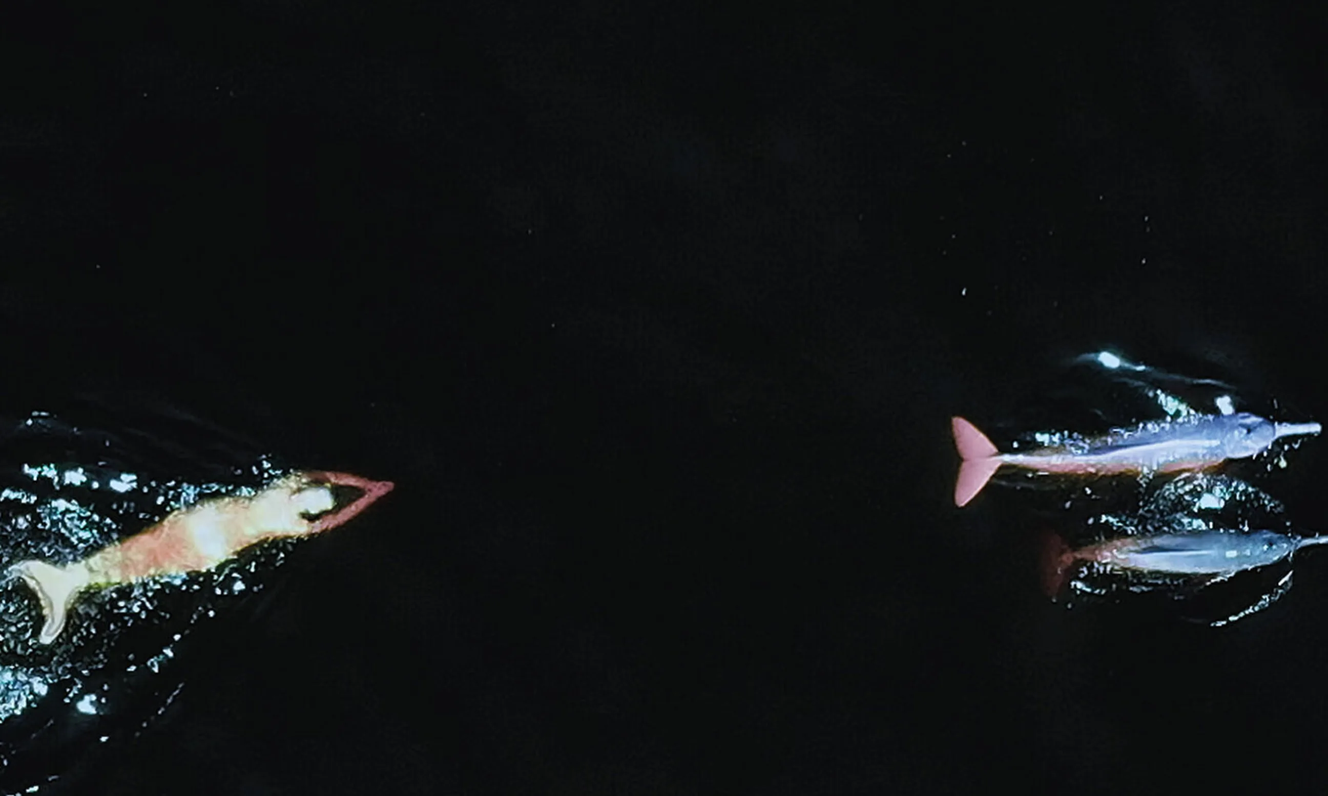 Bild dreier Fische im Wasser
