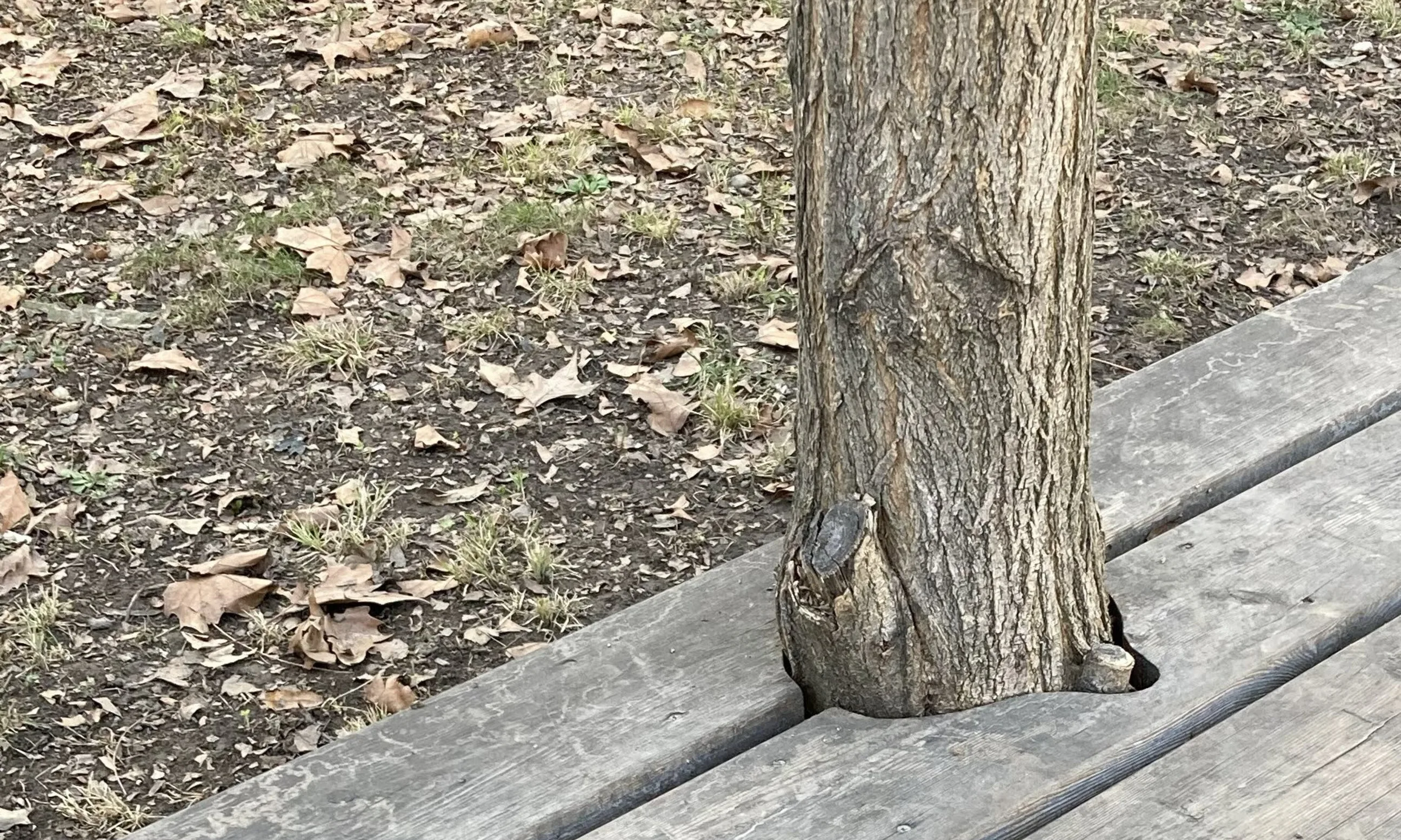 Photo eines Baumes, der von einer Holzplattform umgeben ist